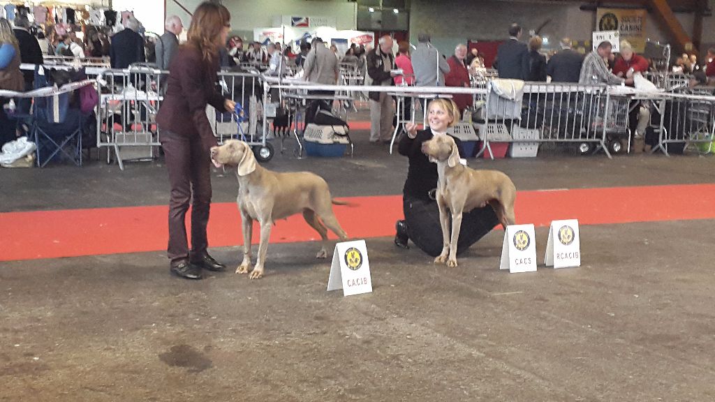 du bois de la haie heudier - Amiens Expo Canine Internationale 2015