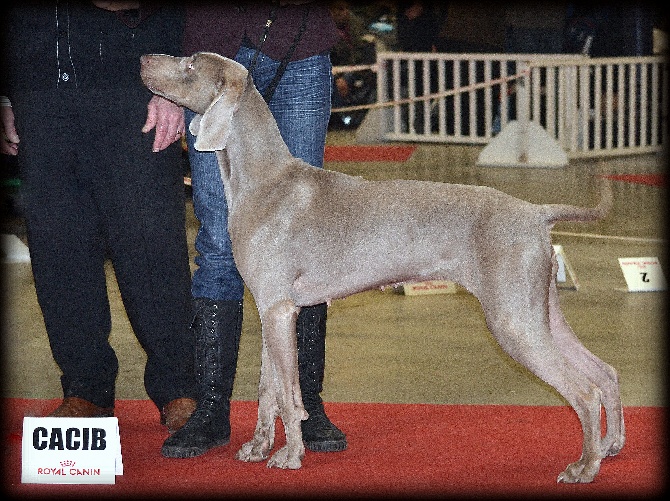 du bois de la haie heudier - Champion de France de Conformité au Standard