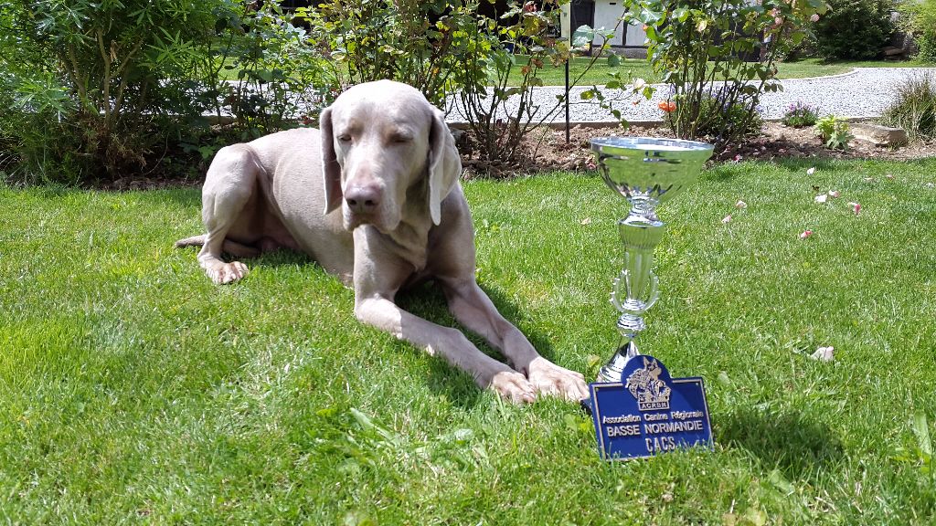 du bois de la haie heudier - Maltot CACS Meilleur de Race 2016