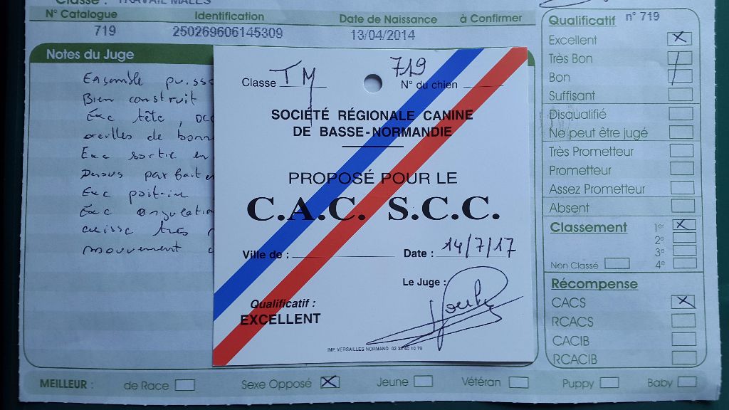 du bois de la haie heudier - 1er Excellent, CACS, Meilleur de sexe opposé Maltot